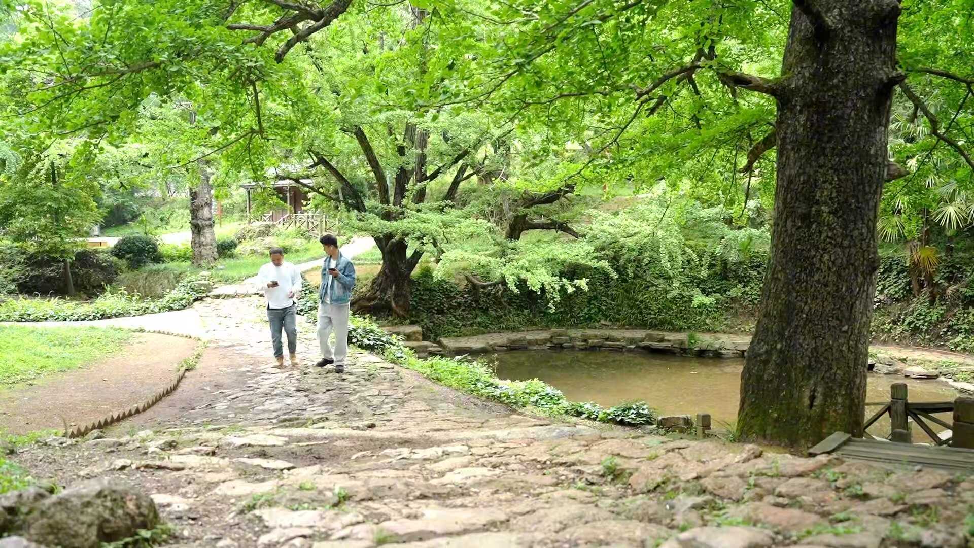 盛夏妥乐绿意盎然，千年银杏林成凉都避暑优选